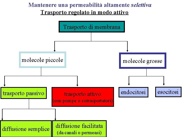 Mantenere una permeabilità altamente selettiva Trasporto regolato in modo attivo Trasporto di membrana molecole