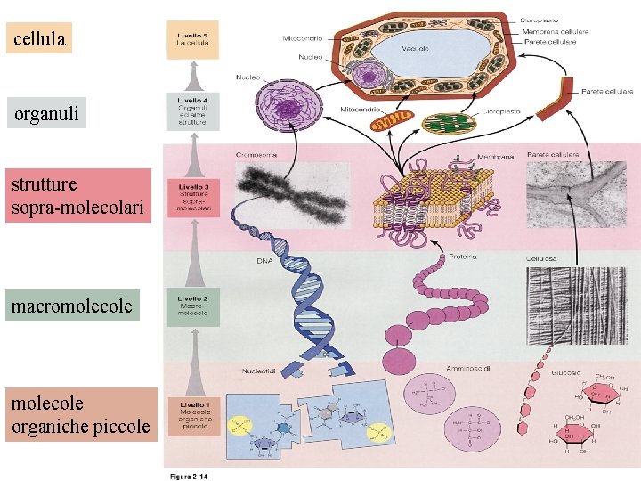 cellula organuli strutture sopra-molecolari macromolecole organiche piccole 