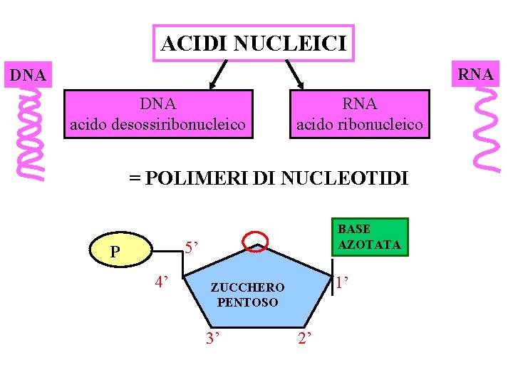 ACIDI NUCLEICI RNA DNA acido desossiribonucleico RNA acido ribonucleico = POLIMERI DI NUCLEOTIDI BASE