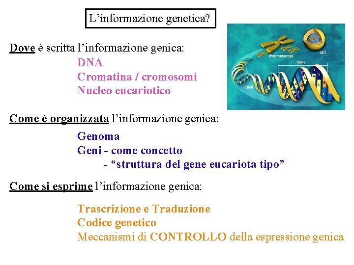 L’informazione genetica? Dove è scritta l’informazione genica: DNA Cromatina / cromosomi Nucleo eucariotico Come