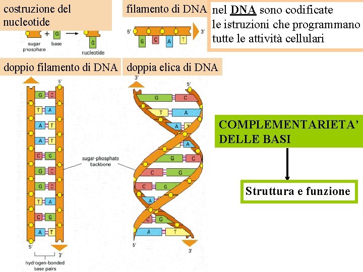costruzione del nucleotide filamento di DNA nel DNA sono codificate le istruzioni che programmano