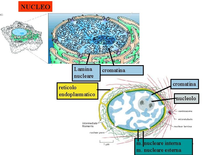 NUCLEO Lamina nucleare reticolo endoplasmatico cromatina nucleolo m. nucleare interna m. nucleare esterna 