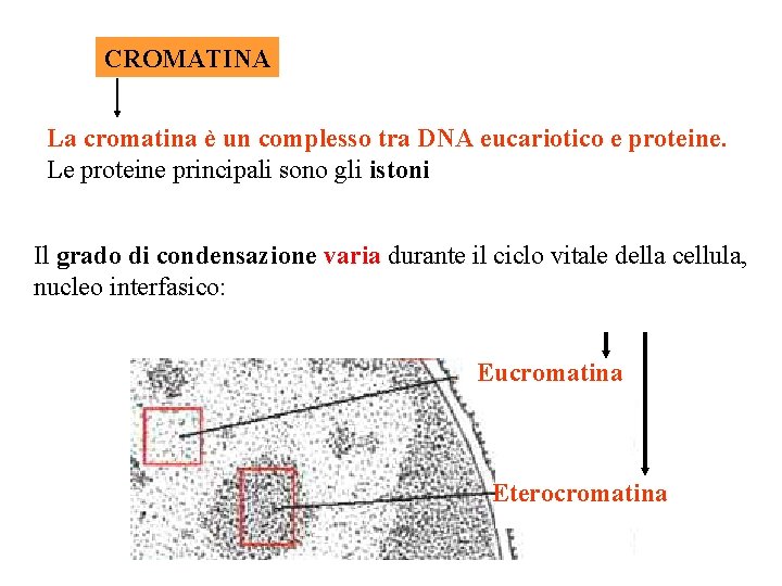 CROMATINA La cromatina è un complesso tra DNA eucariotico e proteine. Le proteine principali