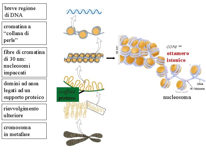 breve regione di DNA cromatina a “collana di perle” core = ottamero istonico fibre