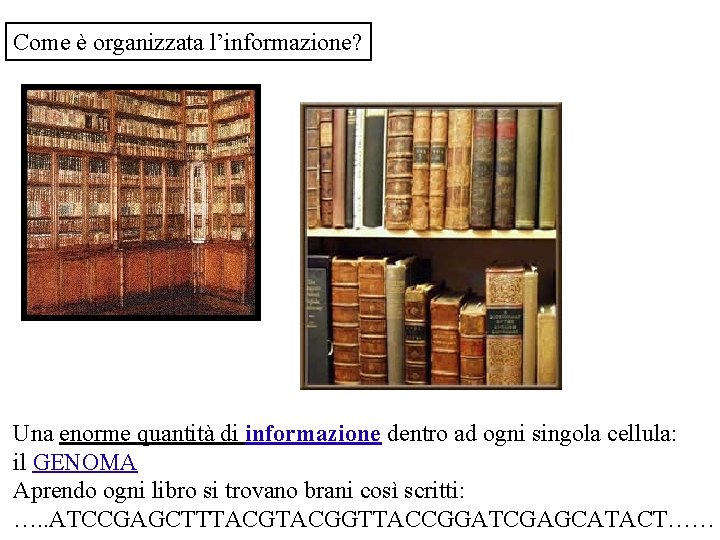 Come è organizzata l’informazione? Una enorme quantità di informazione dentro ad ogni singola cellula: