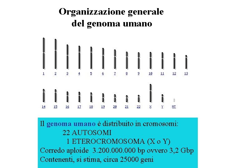 Organizzazione generale del genoma umano Il genoma umano è distribuito in cromosomi: 22 AUTOSOMI