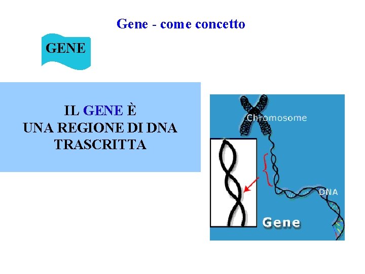 Gene - come concetto GENE IL GENE È UNA REGIONE DI DNA TRASCRITTA 