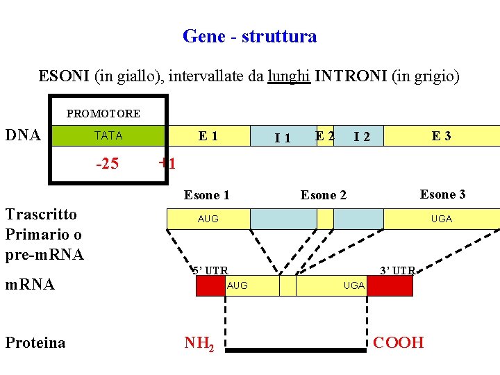 Gene - struttura ESONI (in giallo), intervallate da lunghi INTRONI (in grigio) PROMOTORE DNA