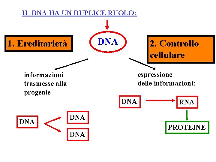 IL DNA HA UN DUPLICE RUOLO: DNA 1. Ereditarietà 2. Controllo cellulare espressione delle