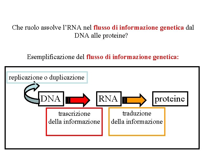 Che ruolo assolve l’RNA nel flusso di informazione genetica dal DNA alle proteine? Esemplificazione