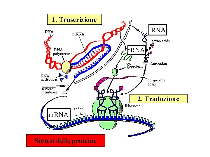1. Trascrizione t. RNA r. RNA 2. Traduzione m. RNA Sintesi delle proteine 