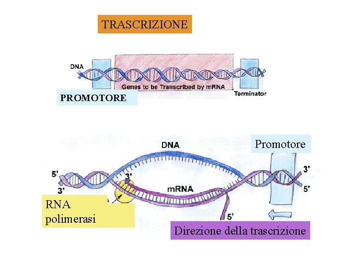 TRASCRIZIONE PROMOTORE Promotore RNA polimerasi Direzione della trascrizione 