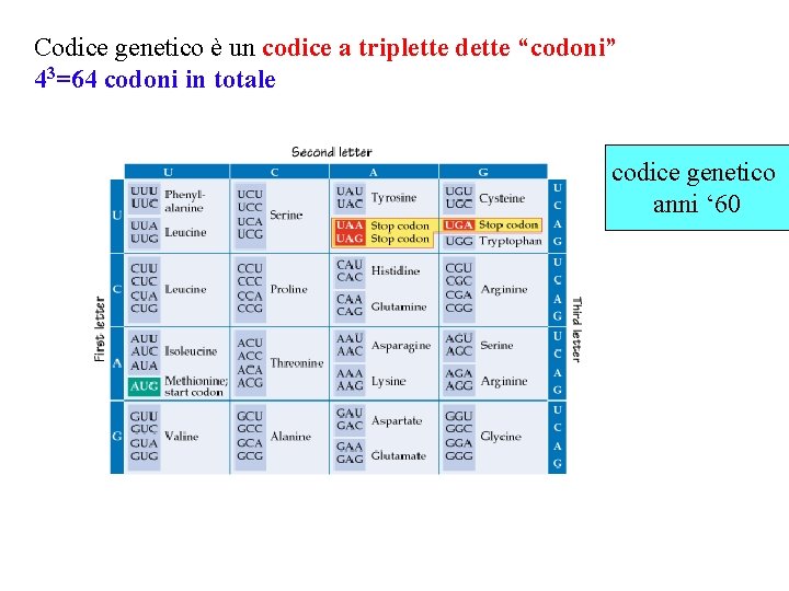 Codice genetico è un codice a triplette dette “codoni” 43=64 codoni in totale codice