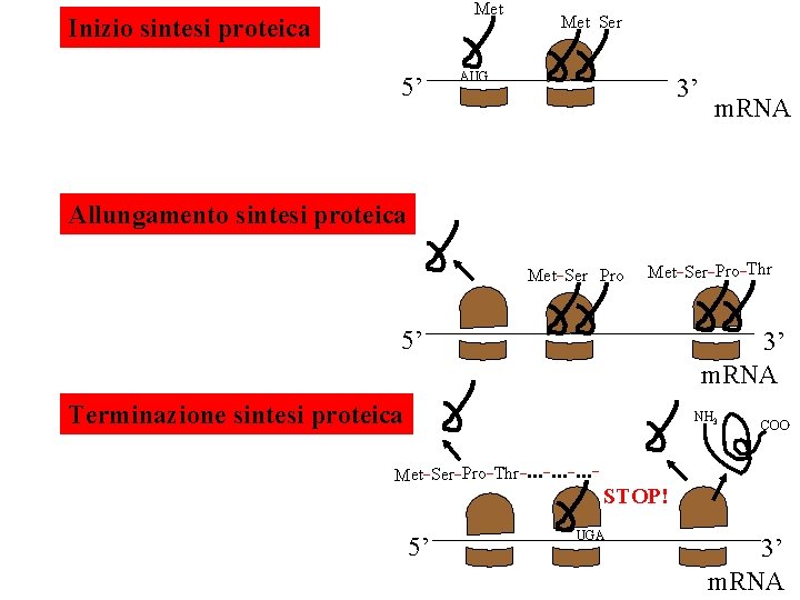 Met Inizio sintesi proteica 5’ Met Ser AUG 3’ m. RNA Allungamento sintesi proteica