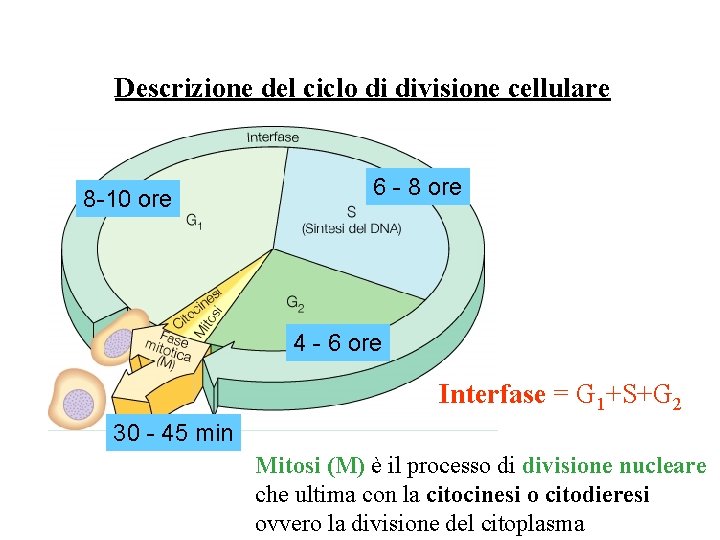 Descrizione del ciclo di divisione cellulare 8 -10 ore 6 - 8 ore 4