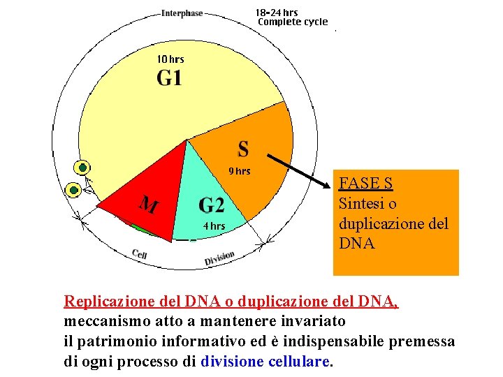 M FASE S Sintesi o duplicazione del DNA Replicazione del DNA o duplicazione del