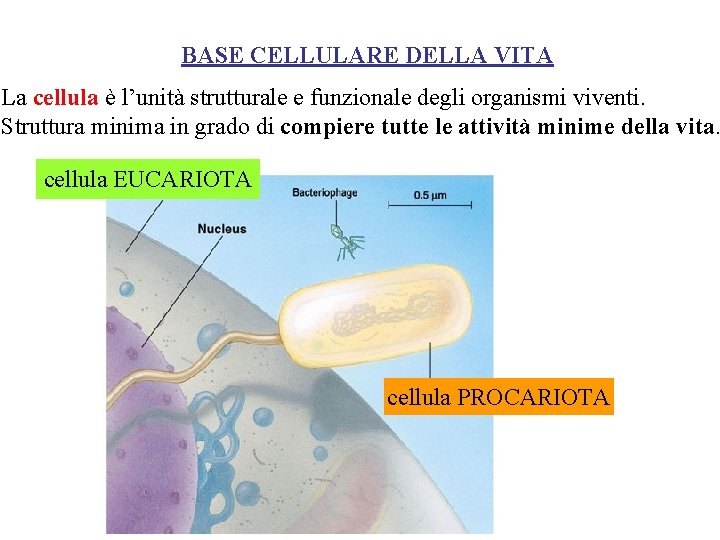 BASE CELLULARE DELLA VITA La cellula è l’unità strutturale e funzionale degli organismi viventi.