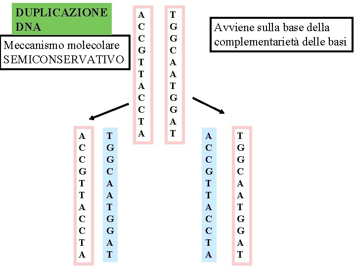 DUPLICAZIONE DNA Meccanismo molecolare SEMICONSERVATIVO A C C G T T A C C