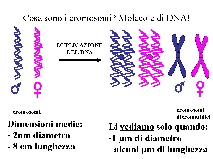 Cosa sono i cromosomi? Molecole di DNA! DUPLICAZIONE DEL DNA cromosomi Dimensioni medie: -