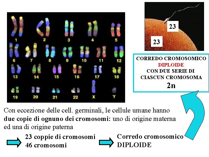 23 23 CORREDO CROMOSOMICO DIPLOIDE CON DUE SERIE DI CIASCUN CROMOSOMA 2 n Con