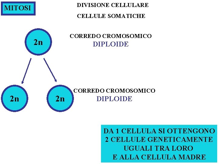 DIVISIONE CELLULARE MITOSI CELLULE SOMATICHE CORREDO CROMOSOMICO 2 n DIPLOIDE CORREDO CROMOSOMICO 2 n