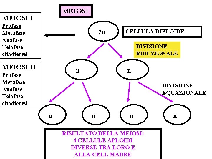 MEIOSI I Profase Metafase Anafase Telofase citodieresi 2 n CELLULA DIPLOIDE DIVISIONE RIDUZIONALE MEIOSI