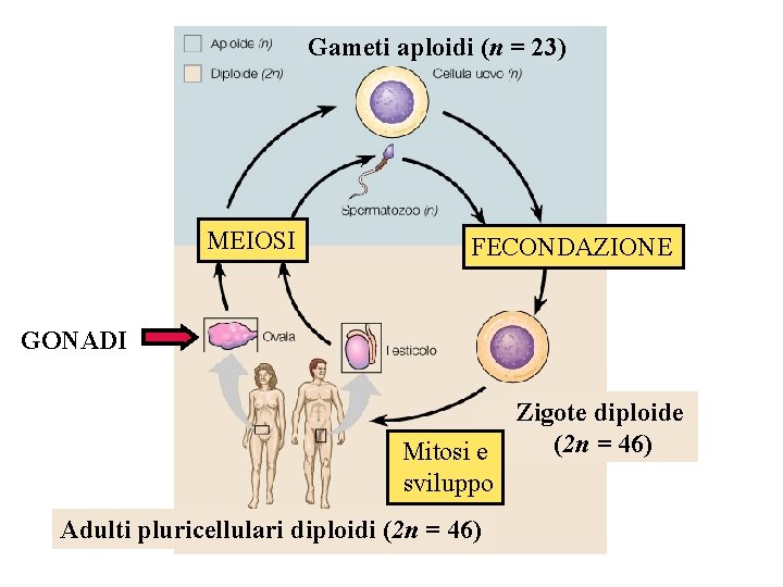 Gameti aploidi (n = 23) MEIOSI FECONDAZIONE GONADI Mitosi e sviluppo Adulti pluricellulari diploidi