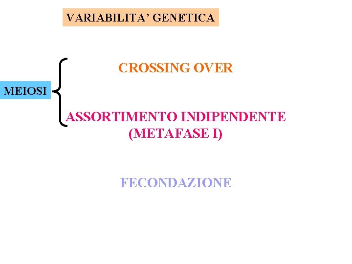 VARIABILITA’ GENETICA CROSSING OVER MEIOSI ASSORTIMENTO INDIPENDENTE (METAFASE I) FECONDAZIONE 