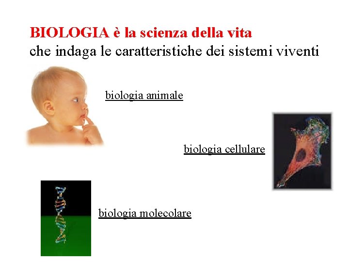 BIOLOGIA è la scienza della vita che indaga le caratteristiche dei sistemi viventi biologia