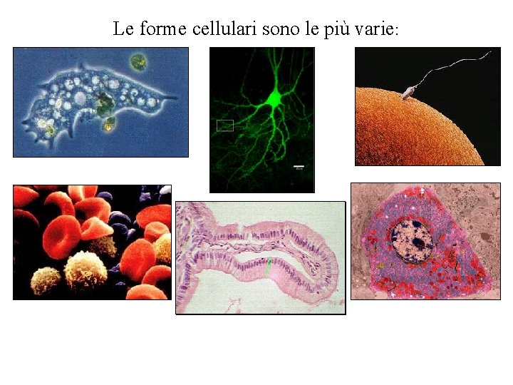 Le forme cellulari sono le più varie: 