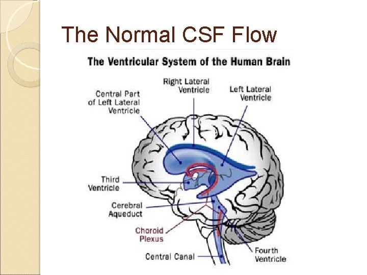 The Normal CSF Flow 