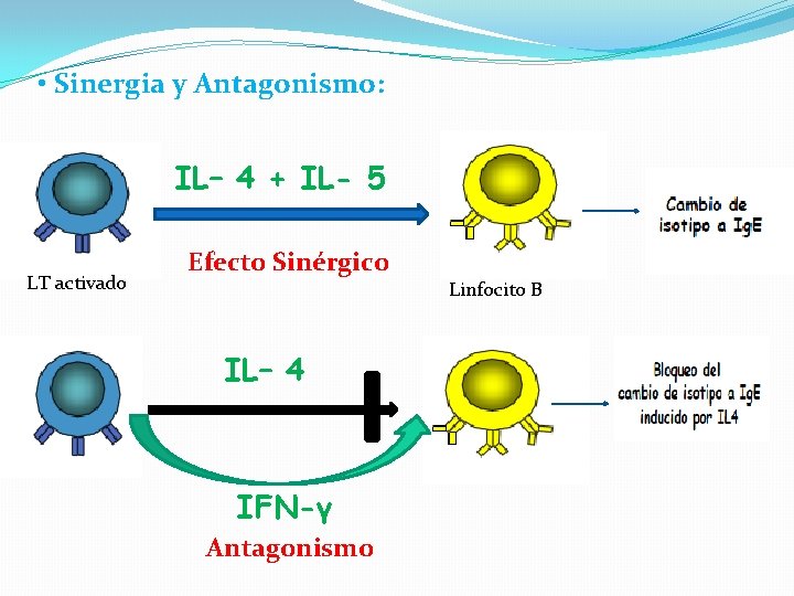  • Sinergia y Antagonismo: IL– 4 + IL- 5 LT activado Efecto Sinérgico