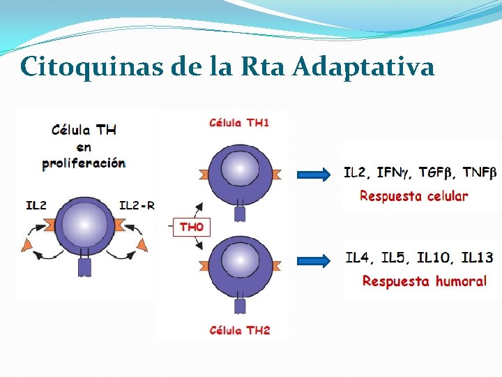Citoquinas de la Rta Adaptativa 
