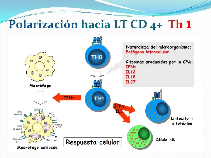 Polarización hacia LT CD 4+ Th 1 