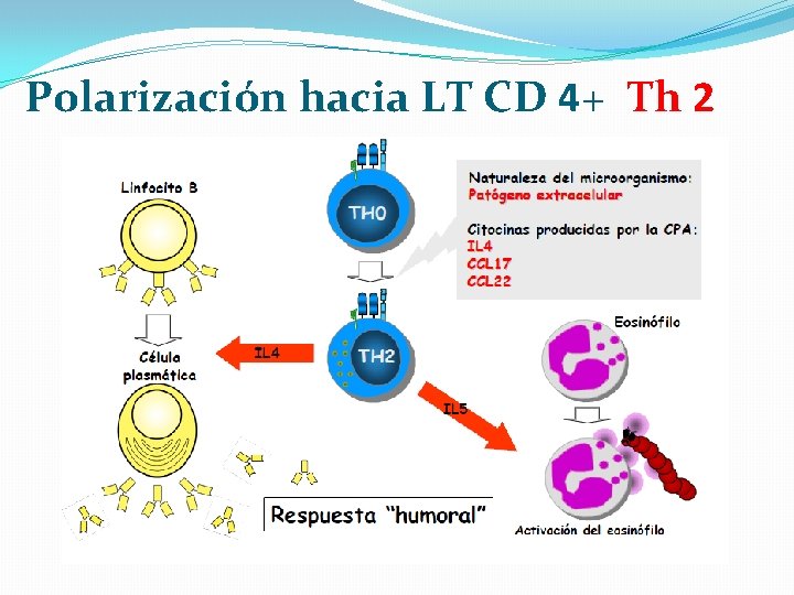 Polarización hacia LT CD 4+ Th 2 