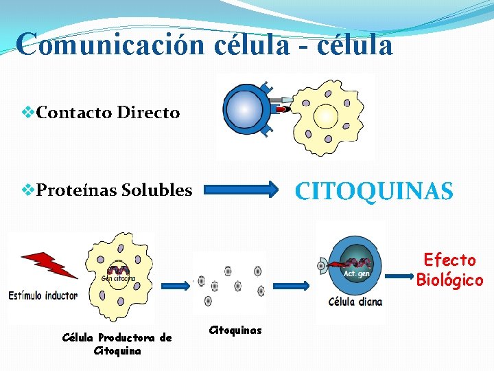 Comunicación célula - célula v. Contacto Directo CITOQUINAS v. Proteínas Solubles Efecto Biológico Célula