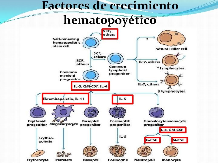 Factores de crecimiento hematopoyético 
