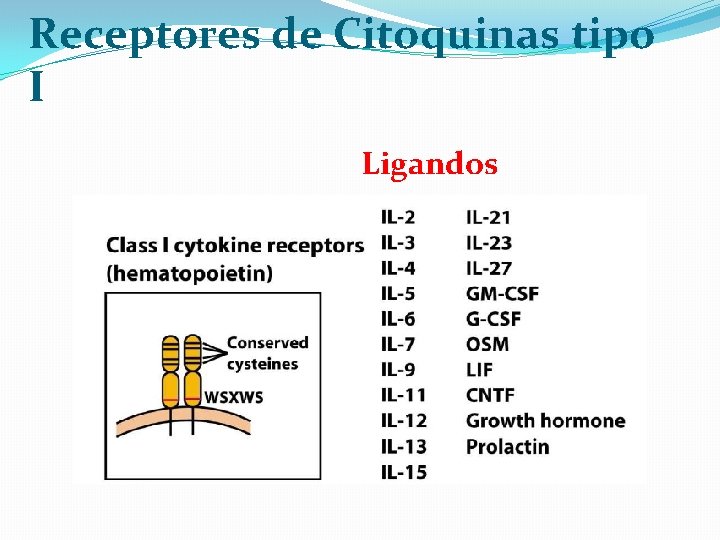 Receptores de Citoquinas tipo I Ligandos 