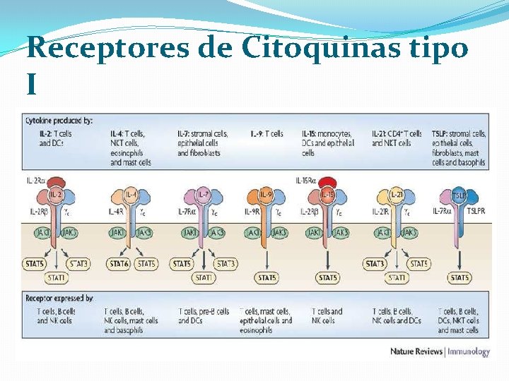 Receptores de Citoquinas tipo I 