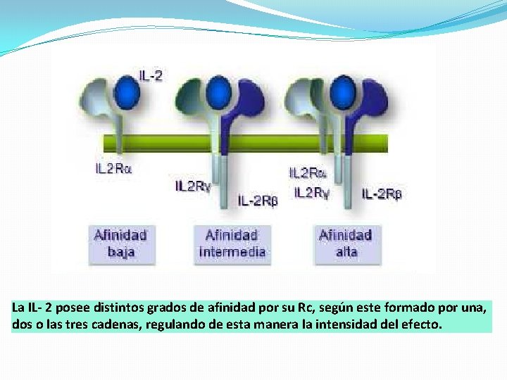 La IL- 2 posee distintos grados de afinidad por su Rc, según este formado