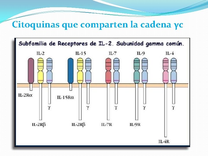 Citoquinas que comparten la cadena γc 