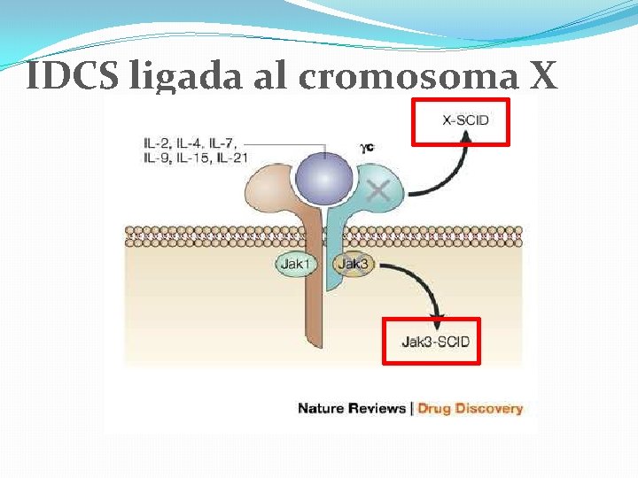 IDCS ligada al cromosoma X 