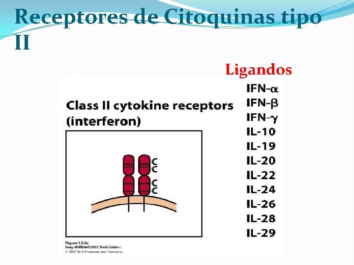 Receptores de Citoquinas tipo II Ligandos 