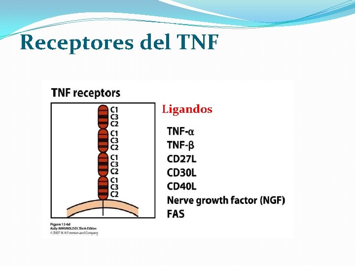 Receptores del TNF Ligandos 