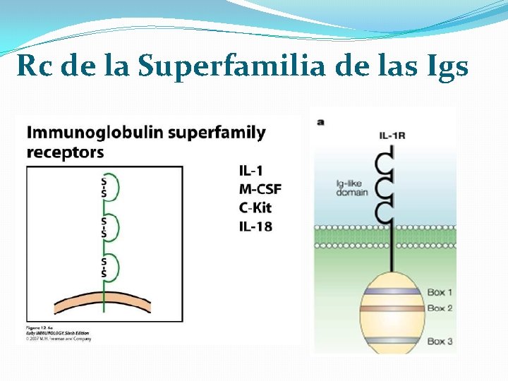 Rc de la Superfamilia de las Igs 