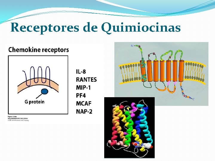 Receptores de Quimiocinas 