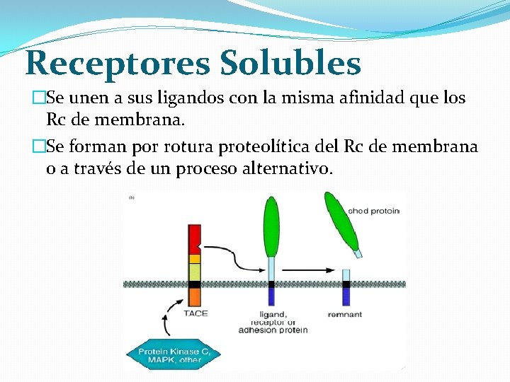 Receptores Solubles �Se unen a sus ligandos con la misma afinidad que los Rc