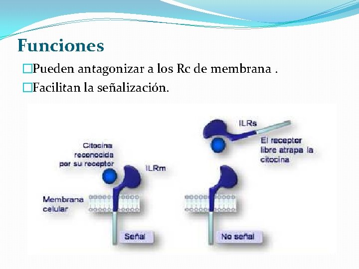 Funciones �Pueden antagonizar a los Rc de membrana. �Facilitan la señalización. 