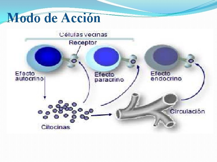 Modo de Acción 