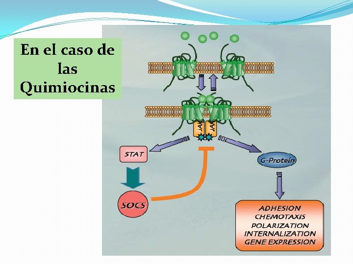 En el caso de las Quimiocinas 